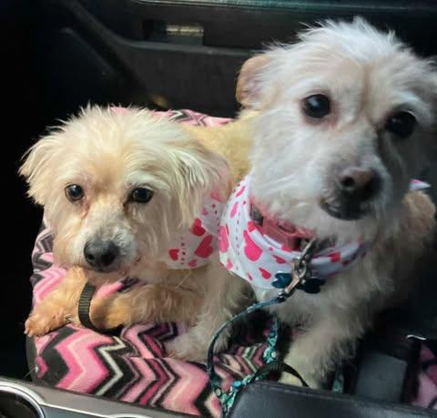 Levi and Lilli, adopted, Adult Female Cairn Terrier.