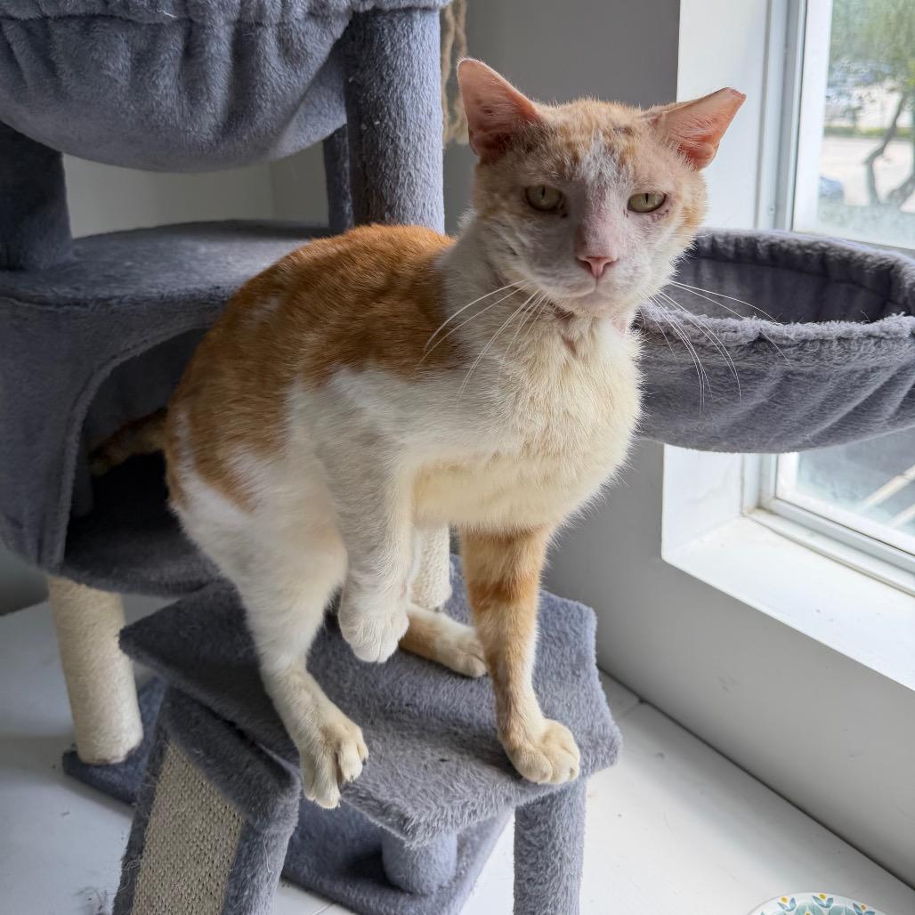 Scar, a Adoptable Domestic Short Hair in Juno Beach, FL image 2/4