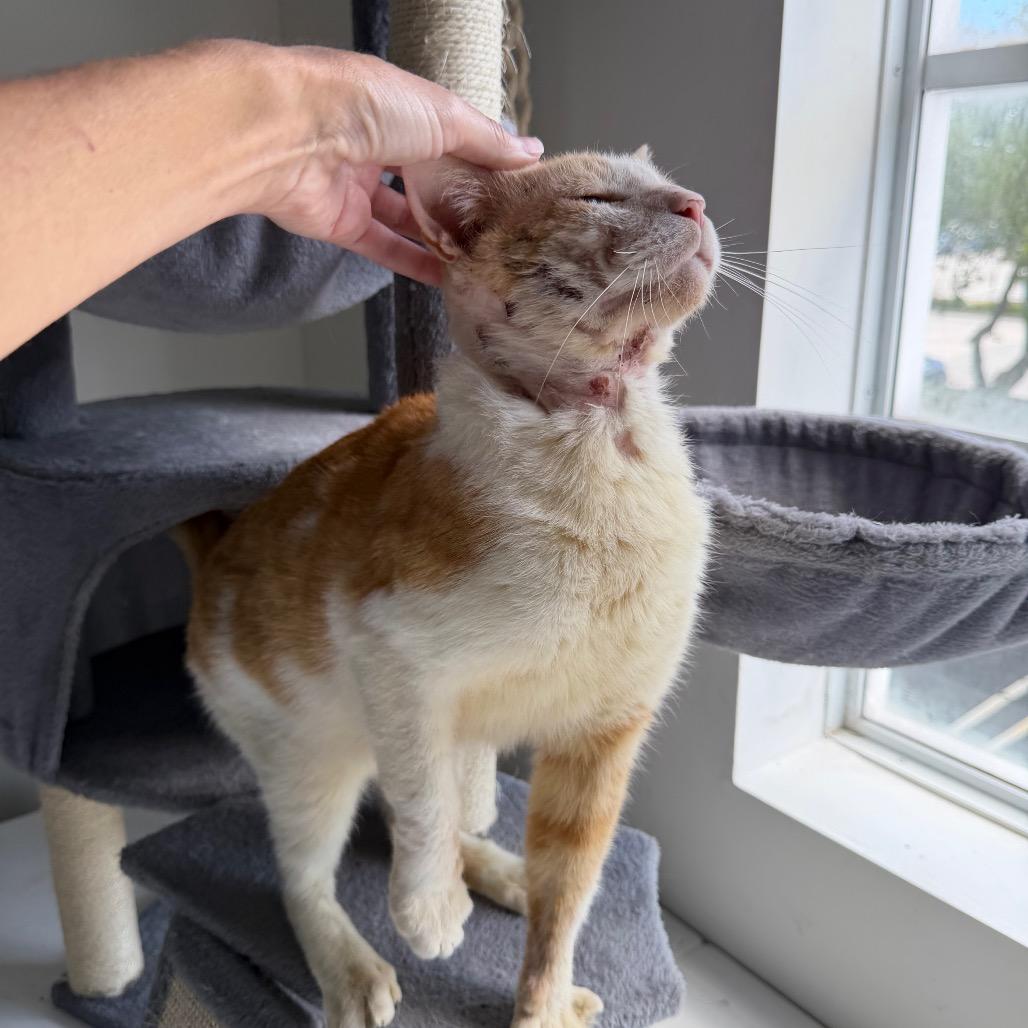 Scar, a Adoptable Domestic Short Hair in Juno Beach, FL image 3/4