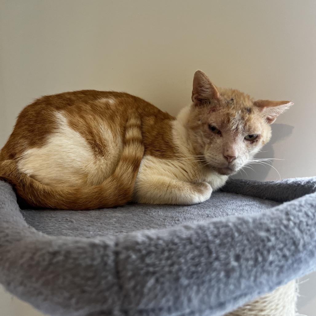 Scar, a Adoptable Domestic Short Hair in Juno Beach, FL image 4/4