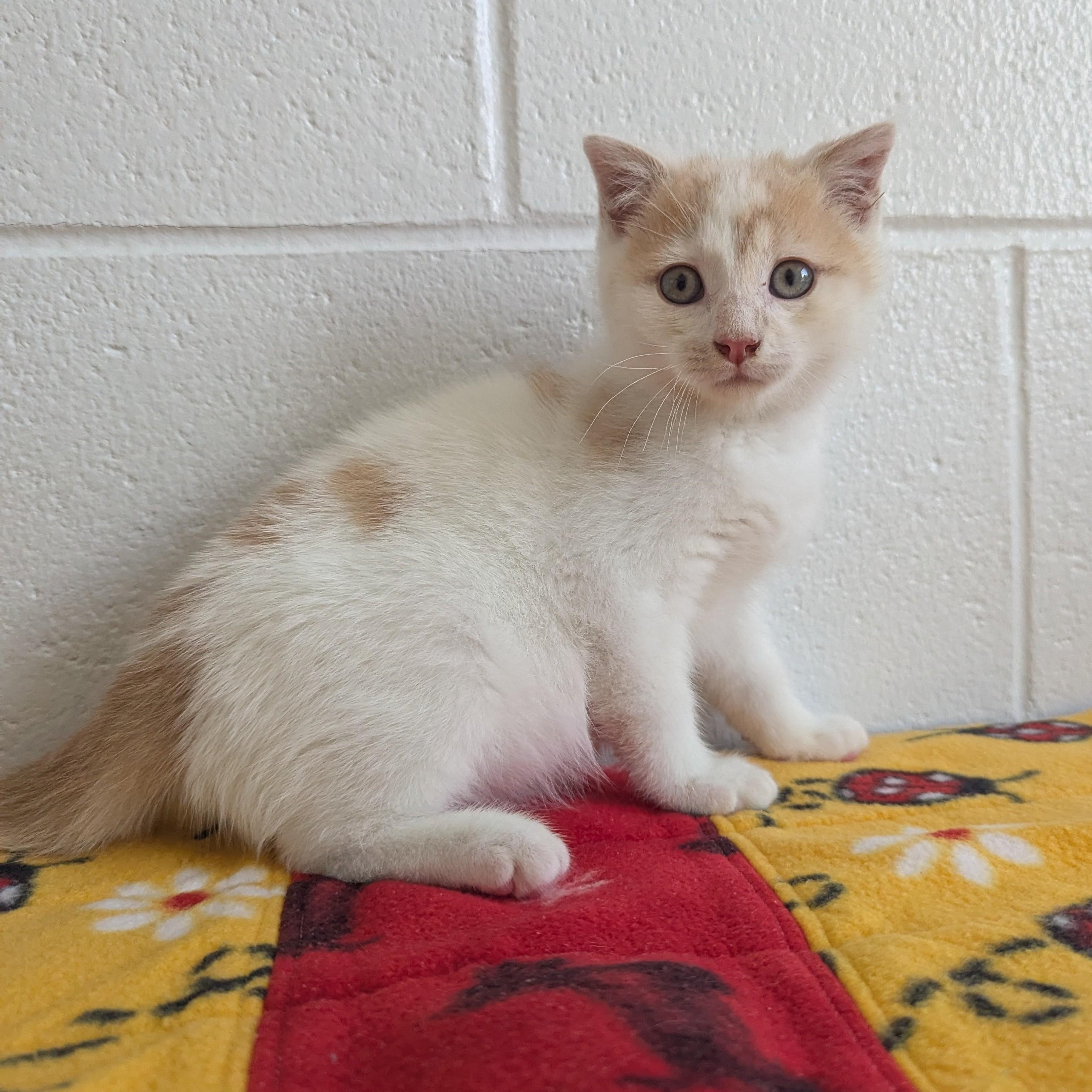 Pretty Boy, ADOPTABLE, Kitten Male Domestic Medium Hair.