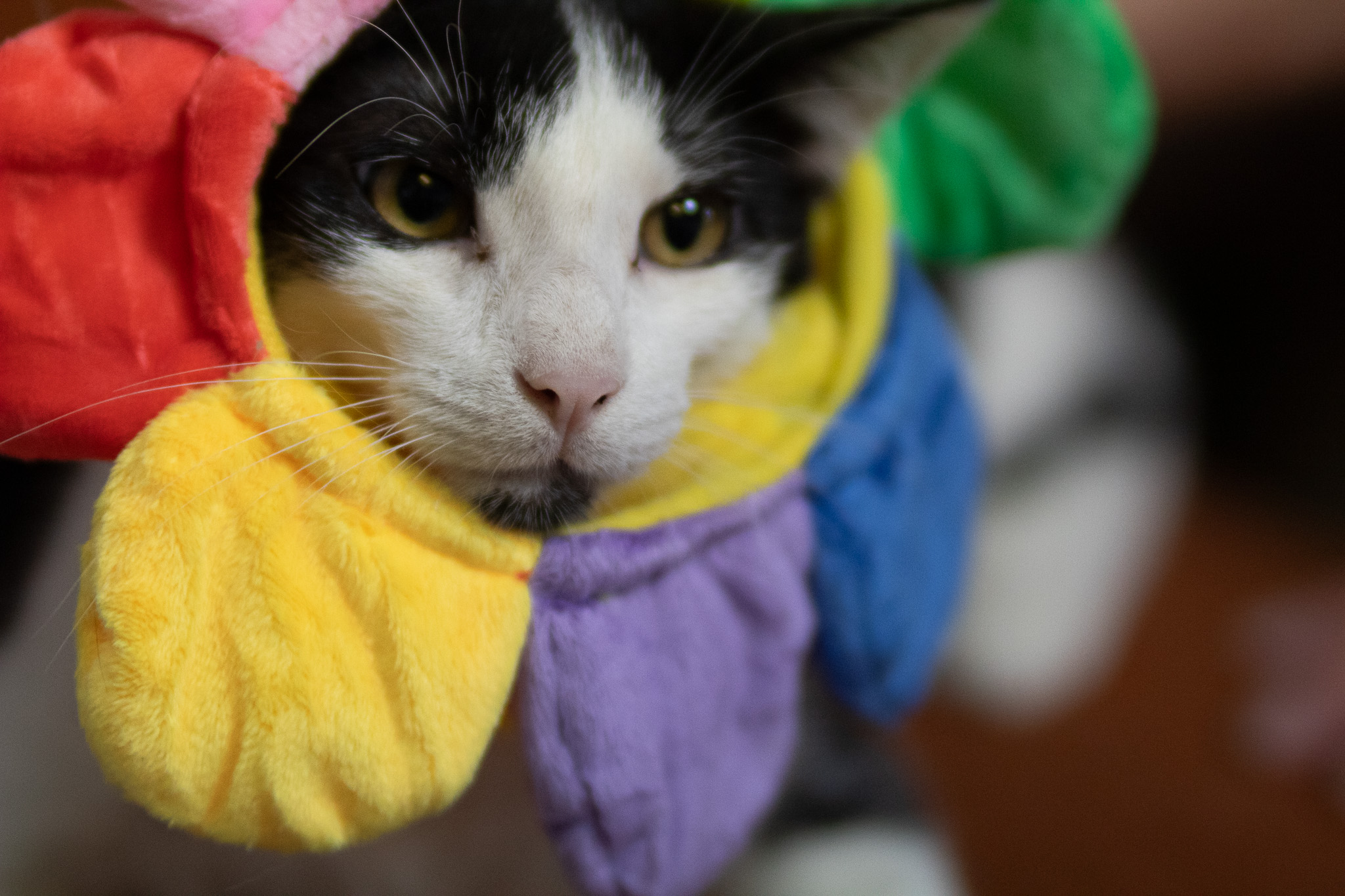 Garrett, a Adoptable Domestic Short Hair in Fort Worth, TX image 2/5