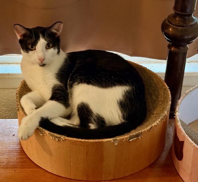 Garrett, a Adoptable Domestic Short Hair in Fort Worth, TX image 1/5