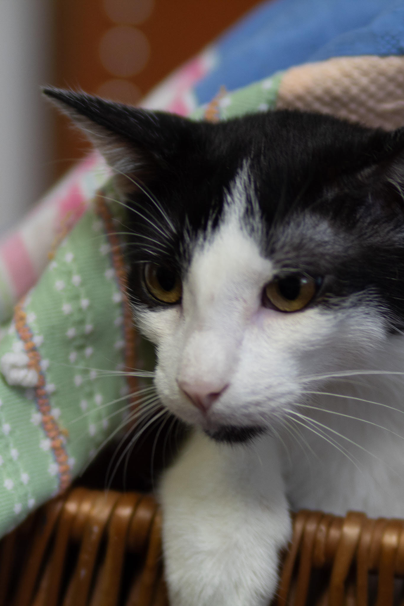 Garrett, a Adoptable Domestic Short Hair in Fort Worth, TX image 3/5