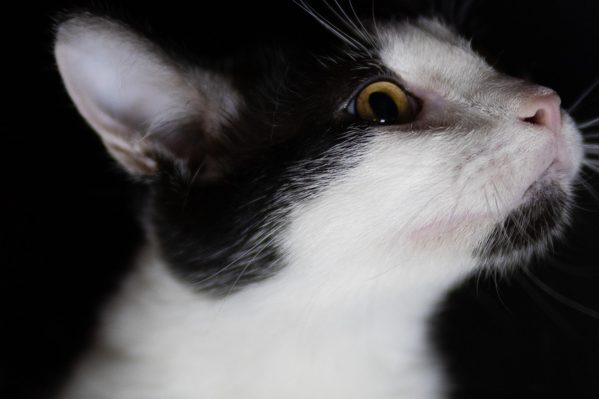 Garrett, a Adoptable Domestic Short Hair in Fort Worth, TX image 4/5