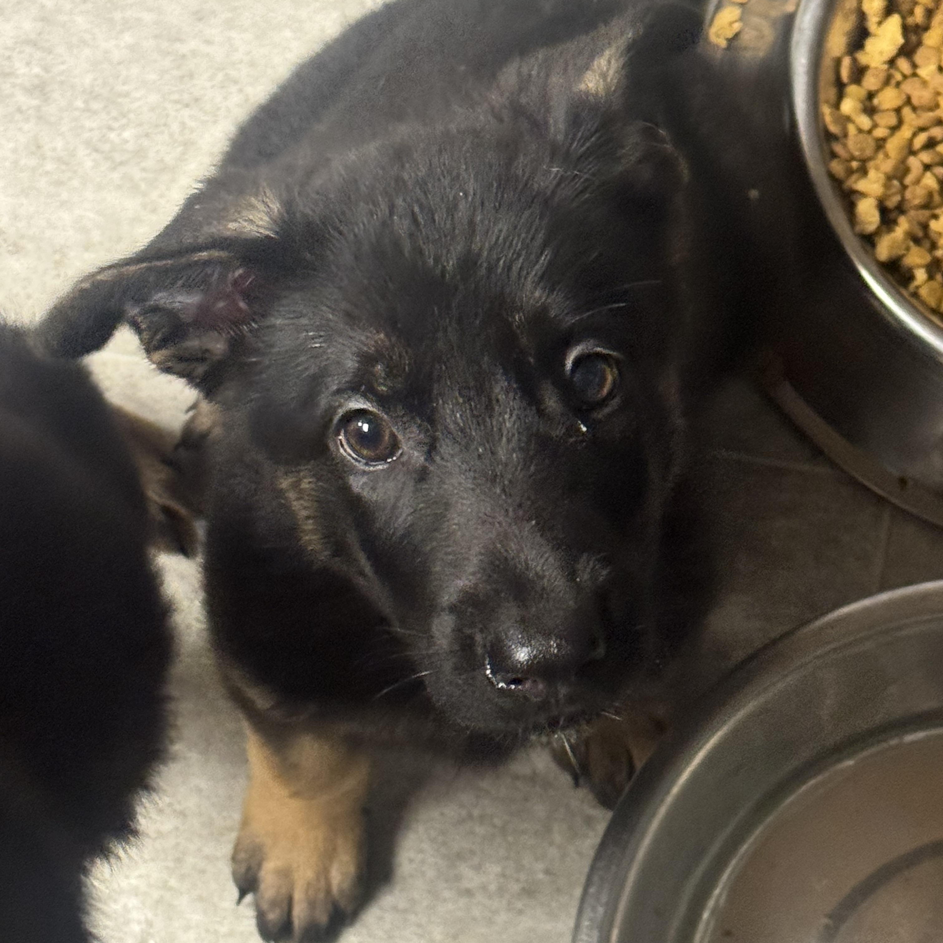 Enlarge Tiki, a ADOPTABLE mixed breed in Fredericksburg, VA image 3/3