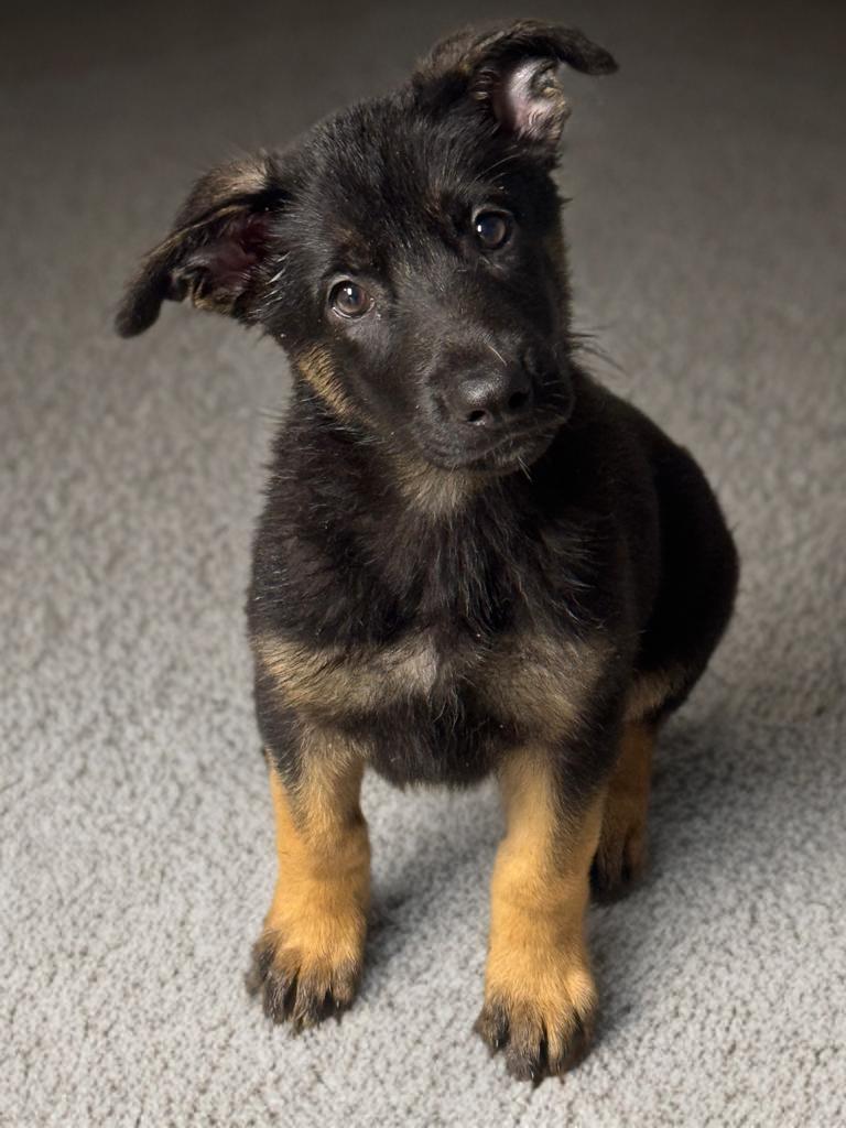 Tiki, ADOPTABLE, Puppy Female German Shepherd Dog.