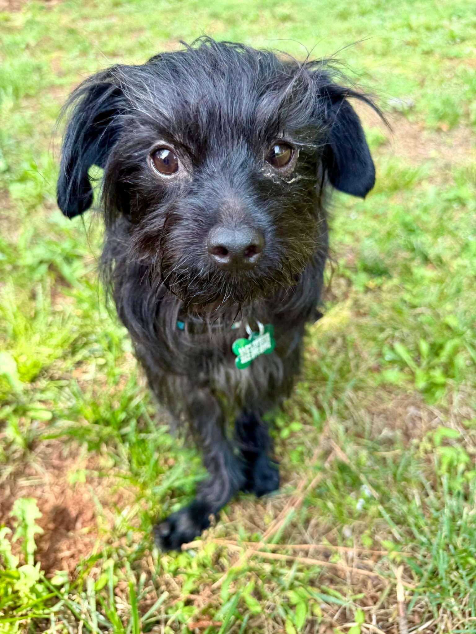 Enlarge Kermit, a ADOPTABLE mixed breed in East Point, GA image 1/2