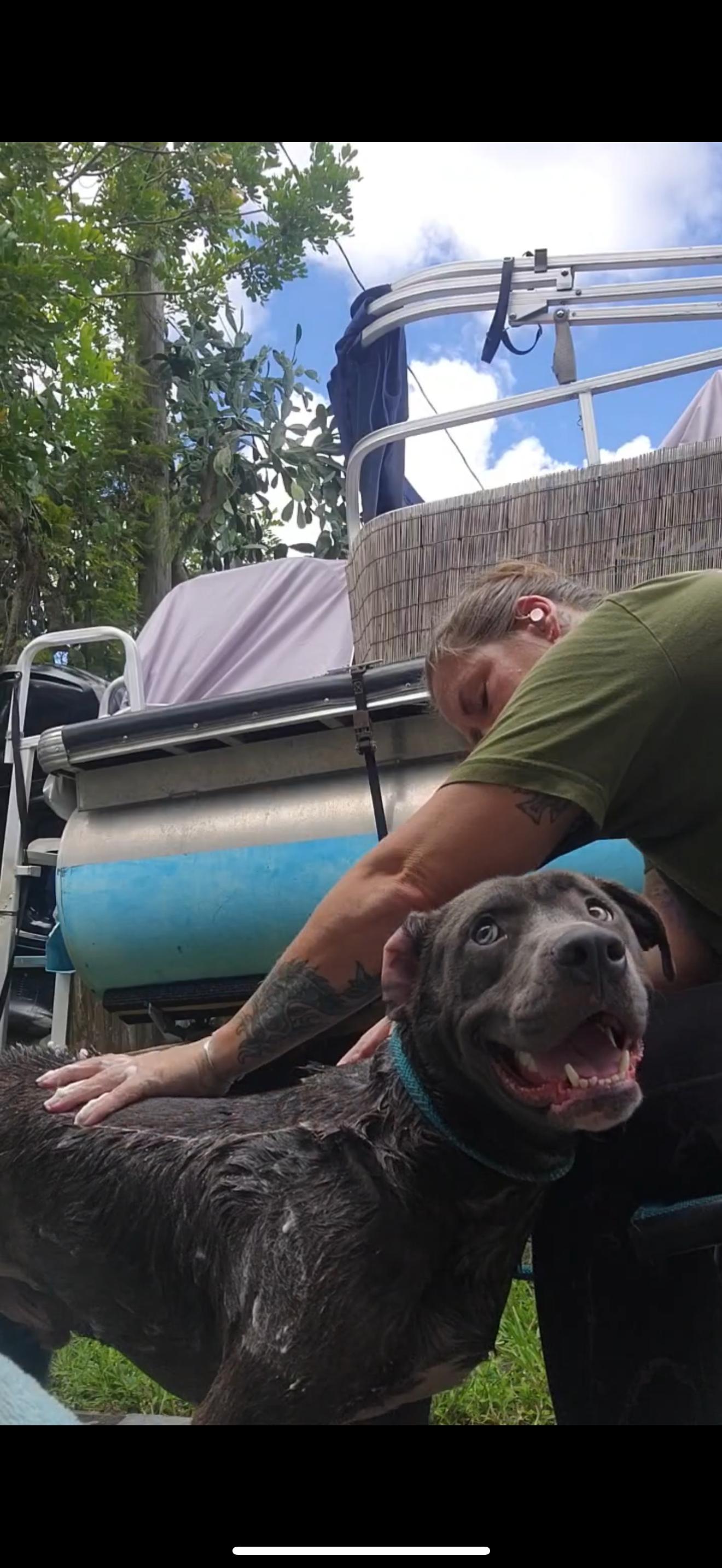 Enlarge Duke, a Adoptable mixed breed in North Miami, FL image 1/6