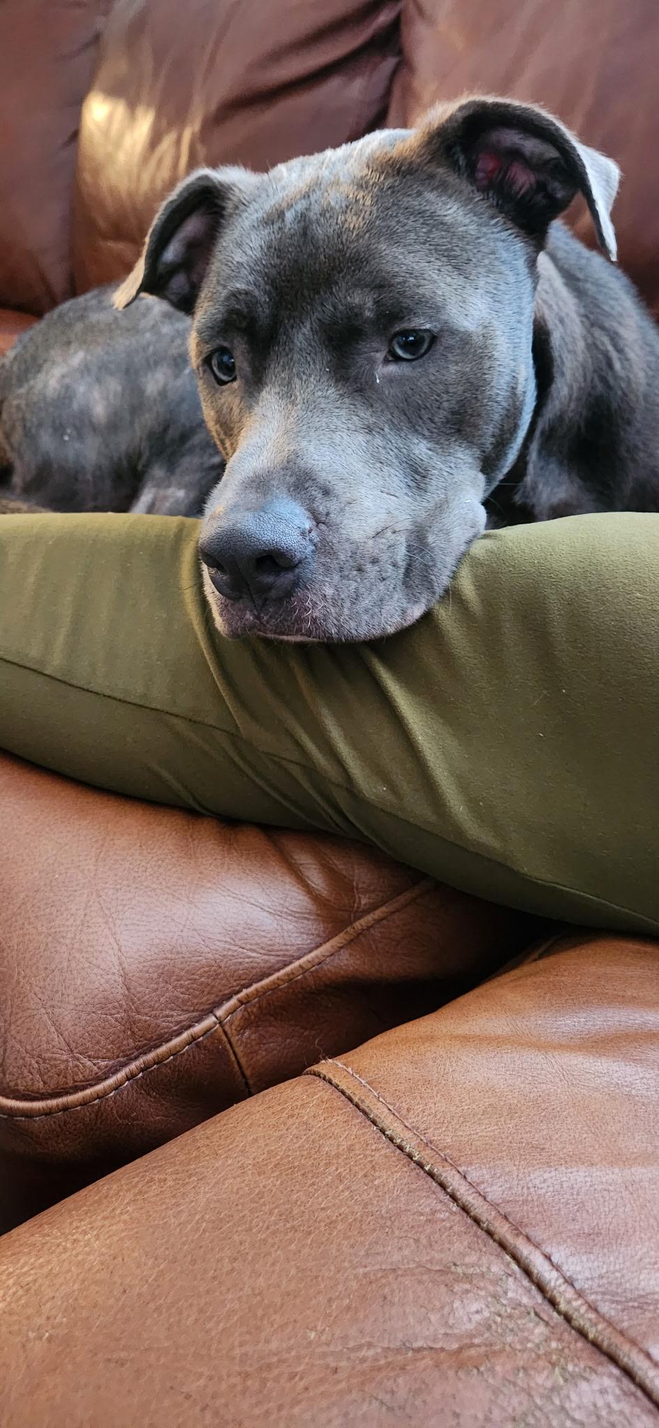 Enlarge Duke, a Adoptable mixed breed in North Miami, FL image 2/6