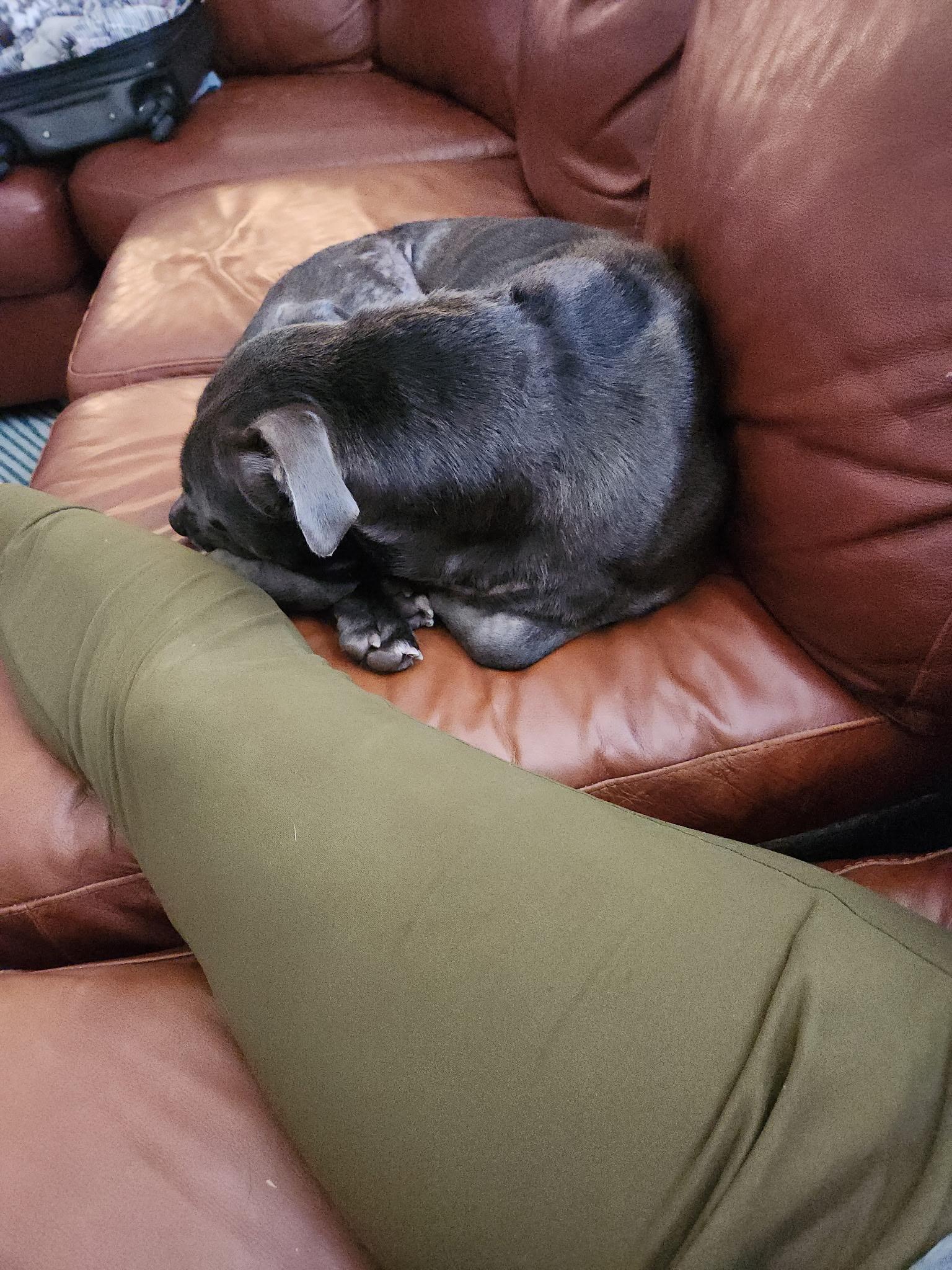 Enlarge Duke, a Adoptable mixed breed in North Miami, FL image 3/6