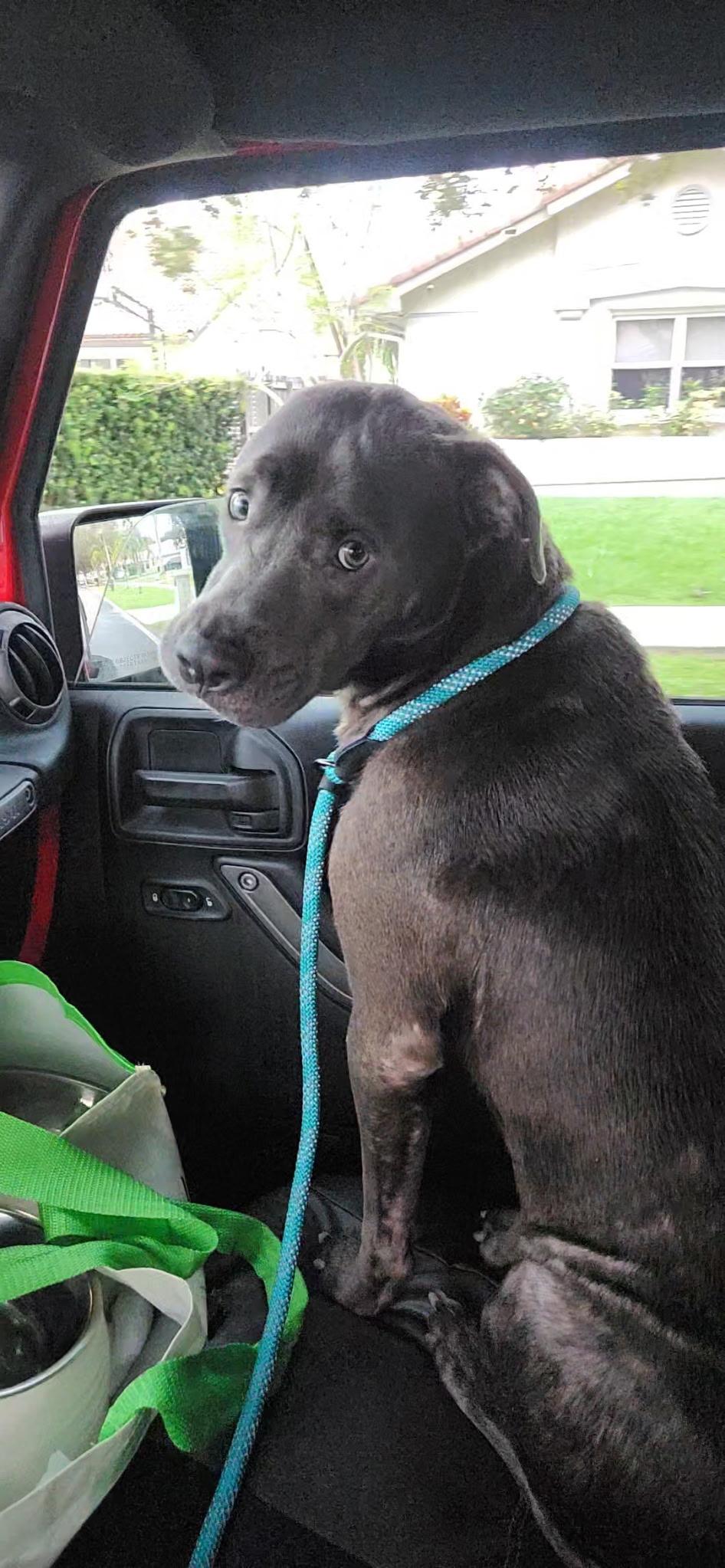 Enlarge Duke, a Adoptable mixed breed in North Miami, FL image 4/6