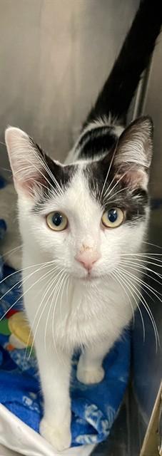 Enlarge TITAN, a Adoptable Domestic Short Hair in Fort Walton Beach, FL image 1/1