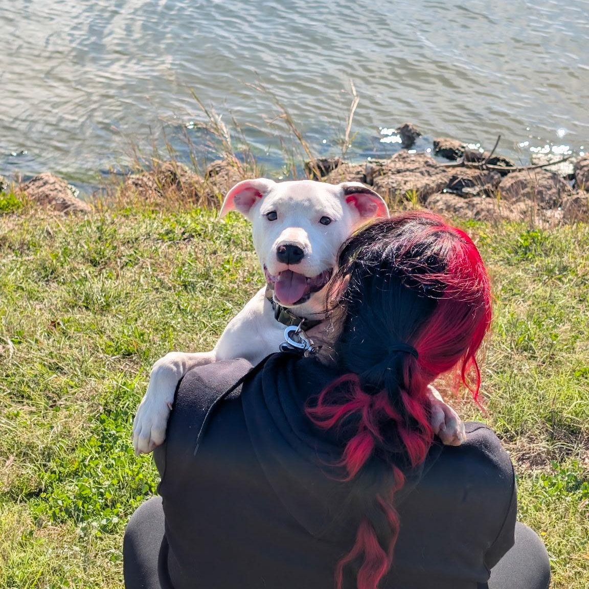 Enlarge Snow , a Adoptable mixed breed in Brooklyn, NY image 4/6