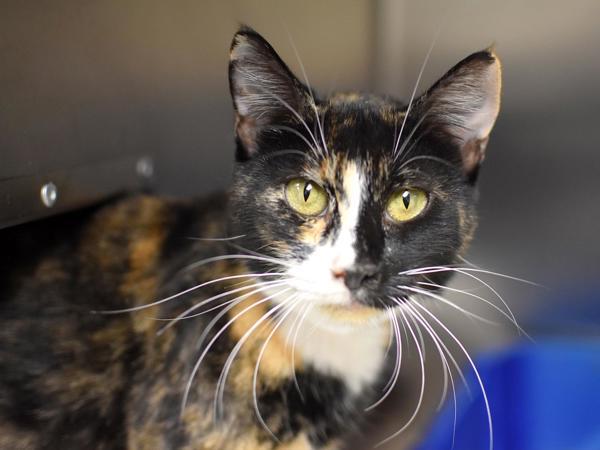 Foxtail, Adoptable, Adult Female Domestic Short Hair.