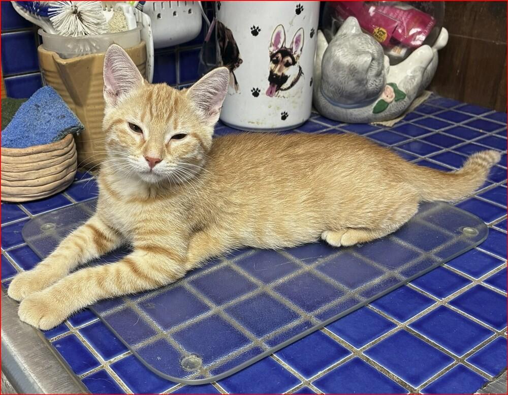 Maeve, Adoptable, Kitten Female Tabby.