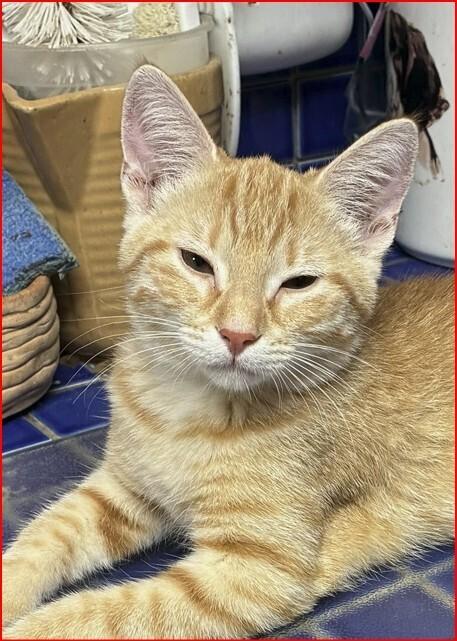 Enlarge Maeve, a Adoptable mixed breed in Orlando, FL image 2/2