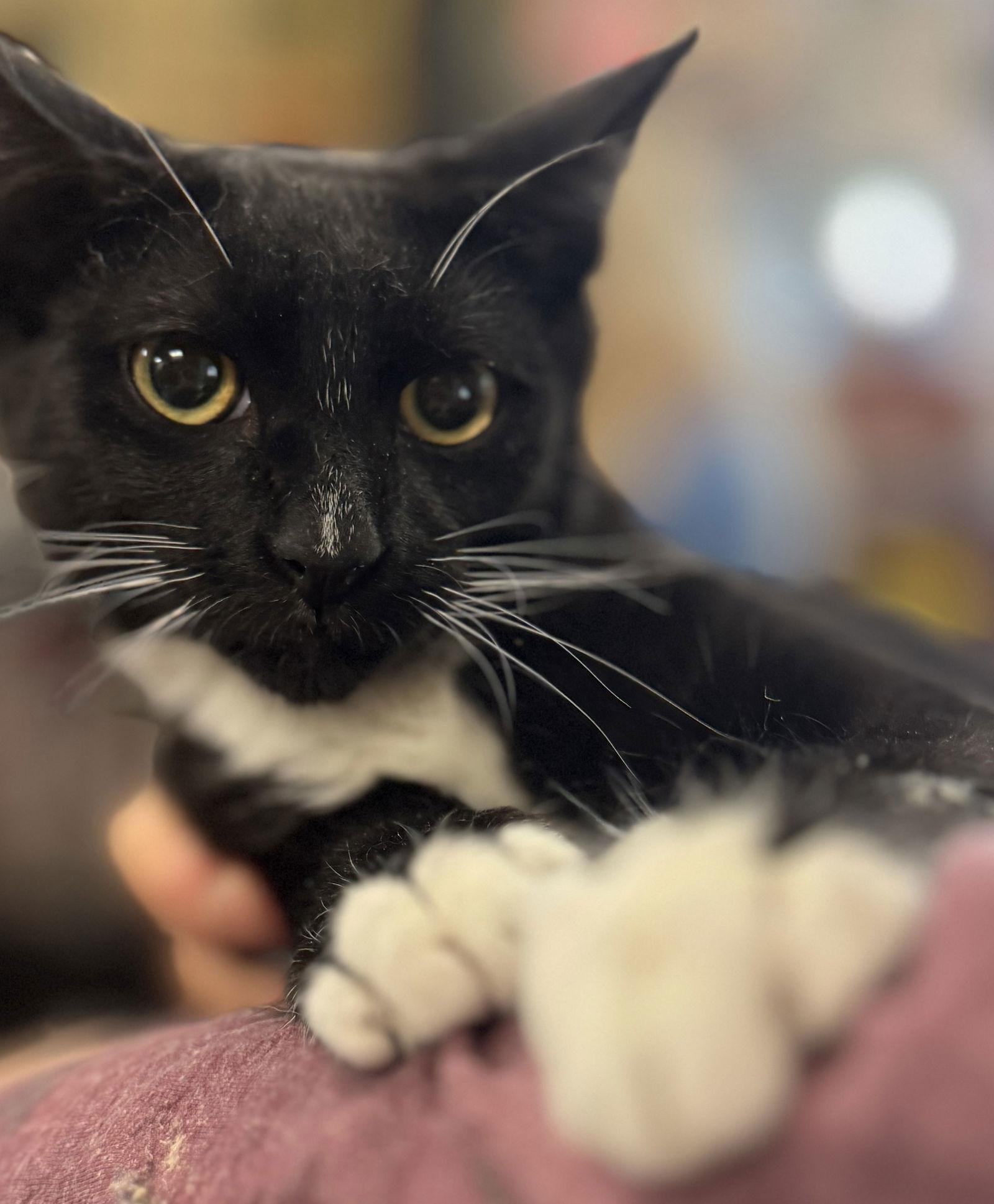 Enlarge Lupin, a Adoptable Domestic Short Hair in Brooklyn, NY image 1/3
