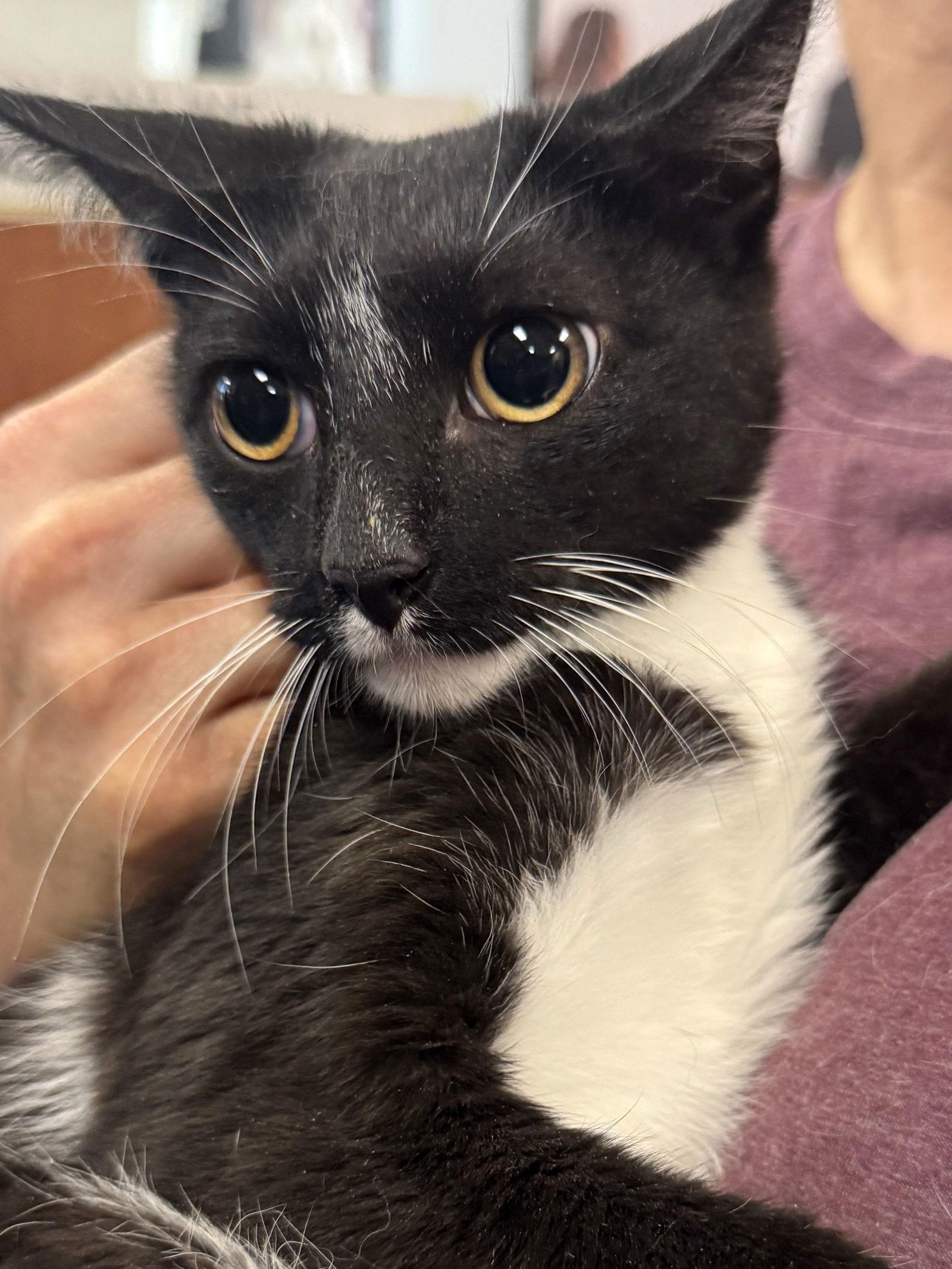 Enlarge Lupin, a Adoptable Domestic Short Hair in Brooklyn, NY image 2/3