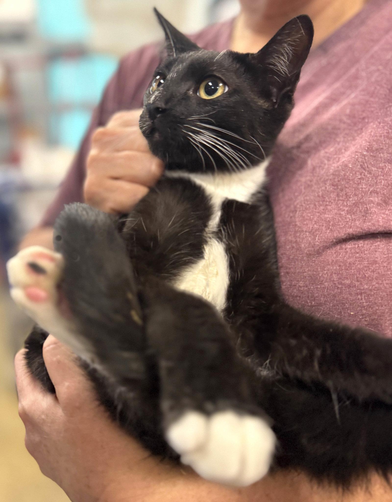 Enlarge Lupin, a Adoptable Domestic Short Hair in Brooklyn, NY image 3/3
