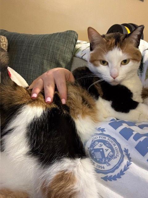 Coral (FCID# 03/22/2023 - 11 Middletown foster), a Adoptable mixed breed in Middletown , DE image 1/6