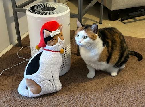 Coral (FCID# 03/22/2023 - 11 Middletown foster), Adoptable, Adult Female Calico & Tabby.