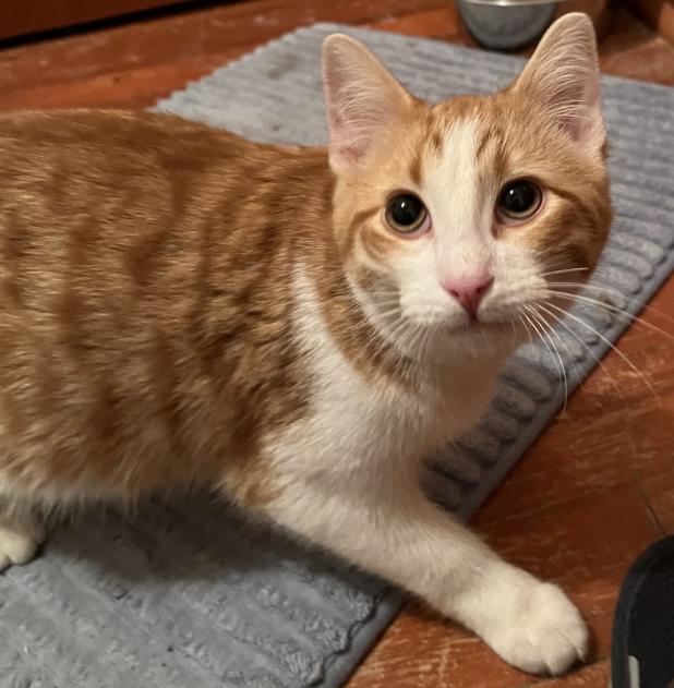 Enlarge Pip, a other Domestic Short Hair in Manhattan , KS image 3/4