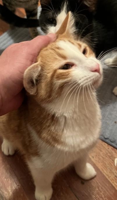 Enlarge Pip, a other Domestic Short Hair in Manhattan , KS image 1/4