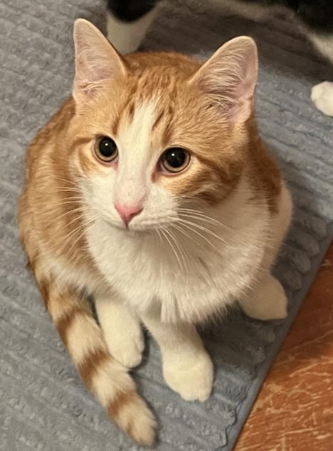 Enlarge Pip, a other Domestic Short Hair in Manhattan , KS image 2/4