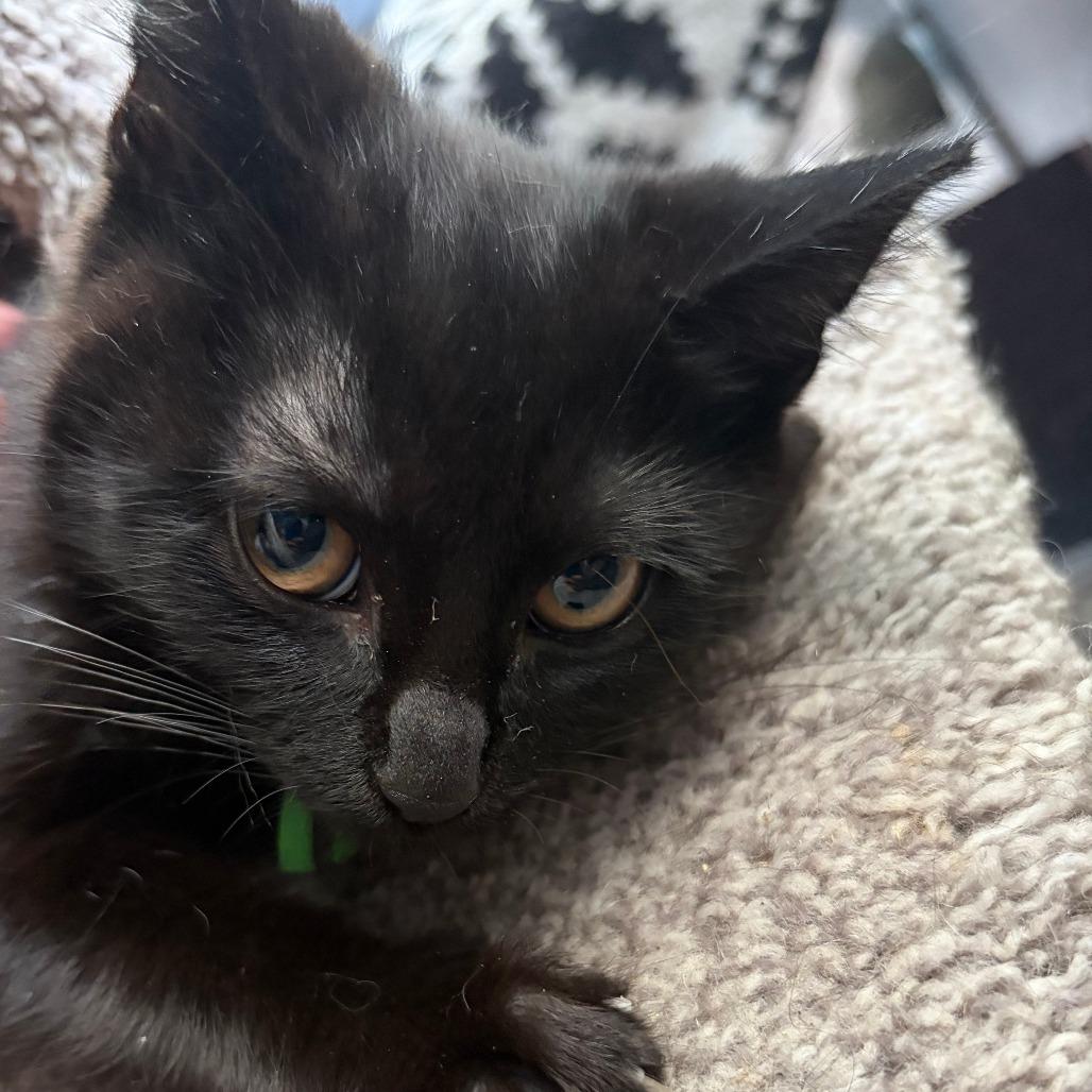 Blue, Adoptable, Kitten Male Domestic Short Hair.