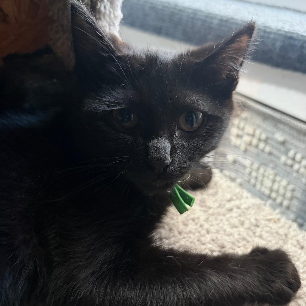 Enlarge Blue, a Adoptable Domestic Short Hair in Pleasanton, CA image 2/3