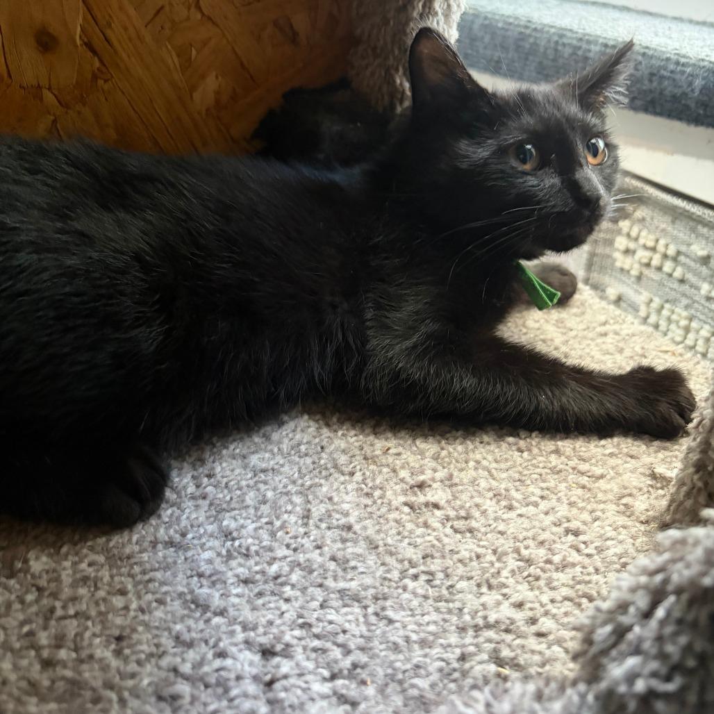 Enlarge Blue, a Adoptable Domestic Short Hair in Pleasanton, CA image 3/3