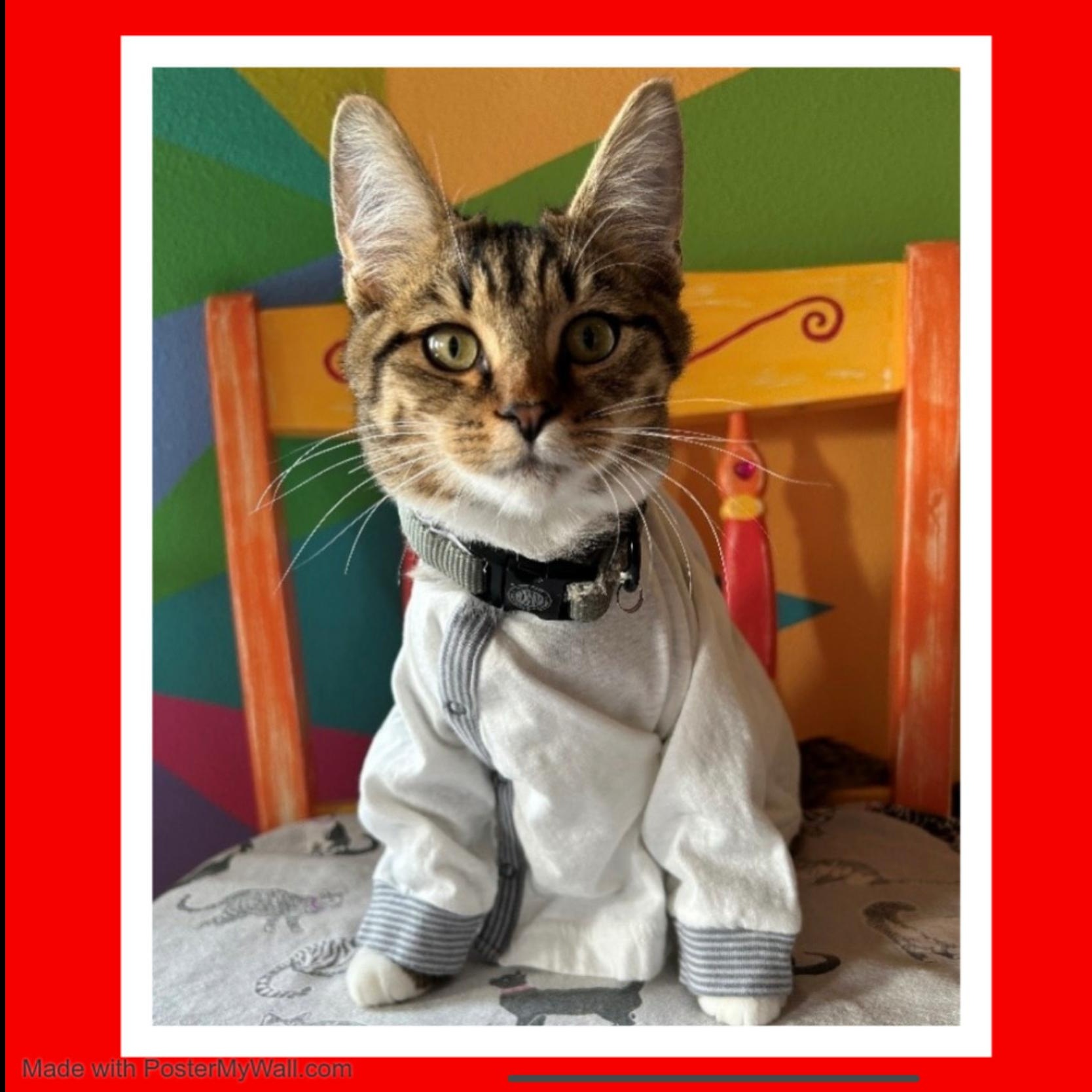 Enlarge Sequoia Boy, a Adoptable mixed breed in Tualatin, OR image 4/6