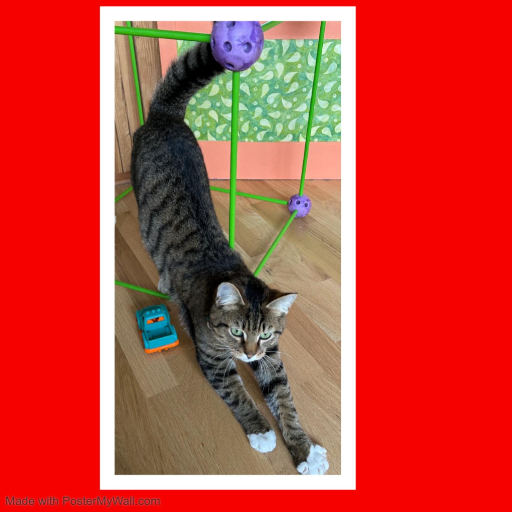 Enlarge Sequoia Boy, a Adoptable mixed breed in Tualatin, OR image 6/6