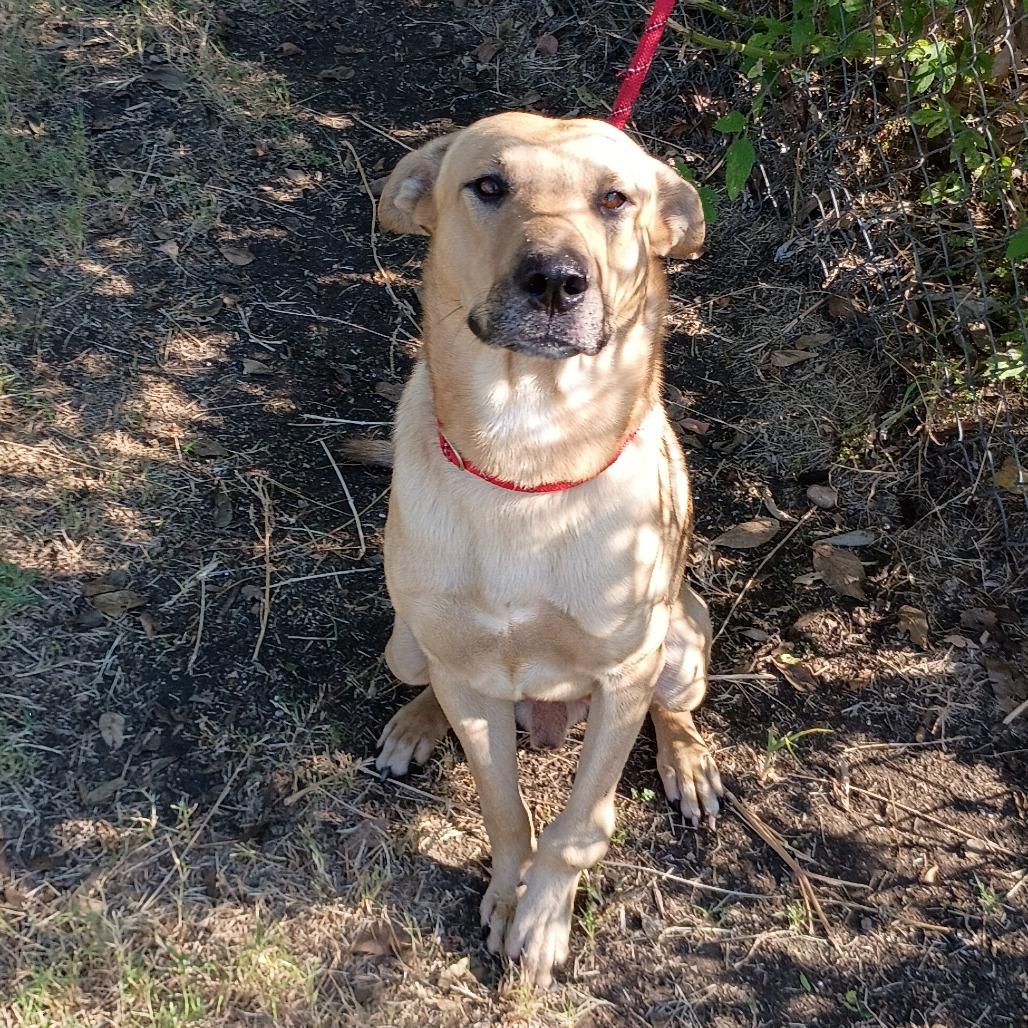 Memphis D45722, Adoptable, Adult Male Shepherd & Labrador Retriever.