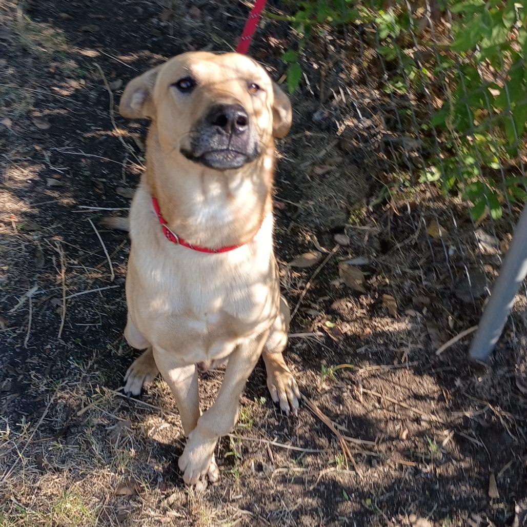 Enlarge Memphis D45722, a Adoptable mixed breed in Corsicana, TX image 2/4