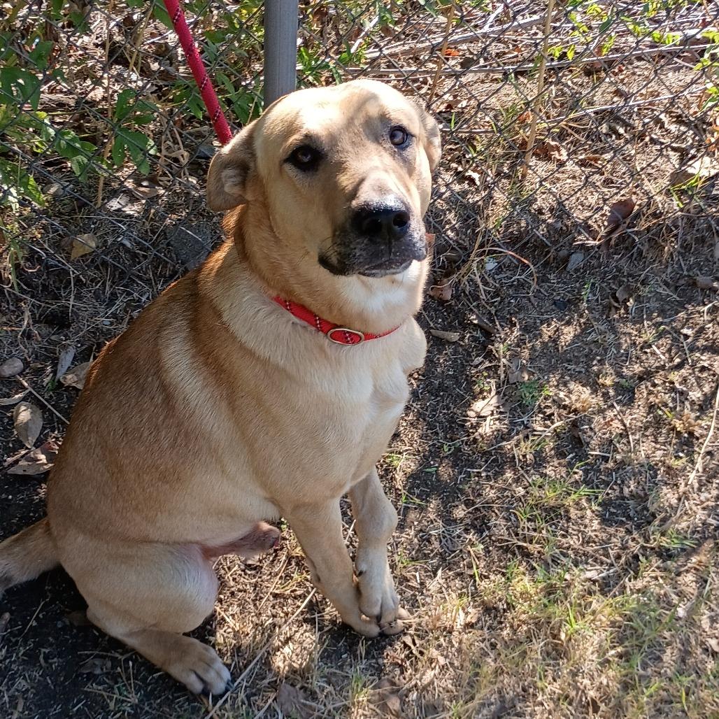 Enlarge Memphis D45722, a Adoptable mixed breed in Corsicana, TX image 4/4
