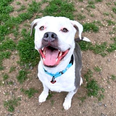 Enlarge Finley, a Adoptable Mixed Breed in Medford, OR image 1/4
