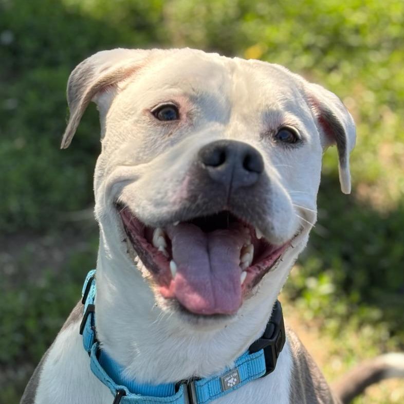 Enlarge Finley, a Adoptable Mixed Breed in Medford, OR image 2/4