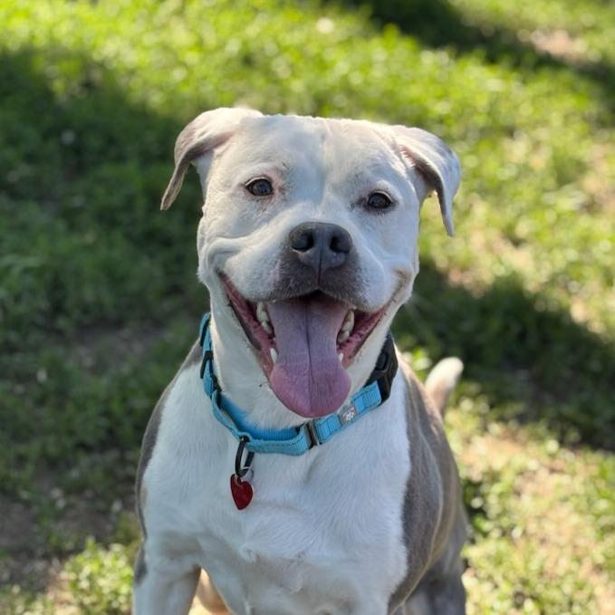 Enlarge Finley, a Adoptable Mixed Breed in Medford, OR image 3/4