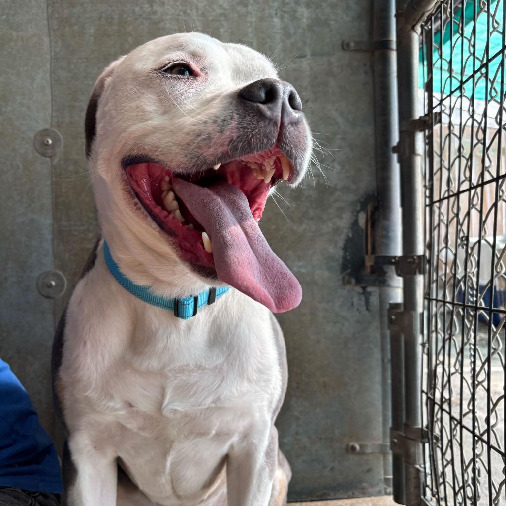 Enlarge Finley, a Adoptable Mixed Breed in Medford, OR image 4/4