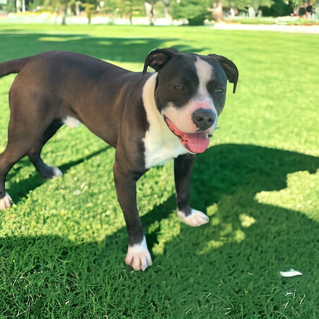 Brewster, a Adoptable Pit Bull Terrier in Williston, VT image 3/6