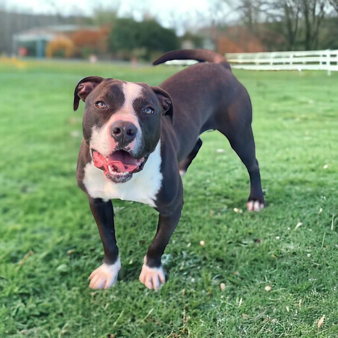 Brewster, a Adoptable Pit Bull Terrier in Williston, VT image 2/6
