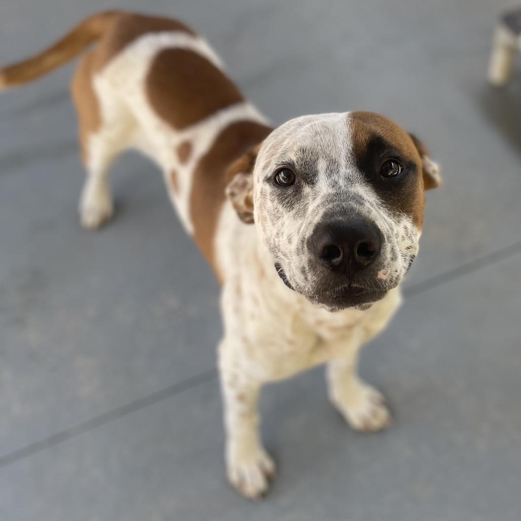 Enlarge Harvey, a Adoptable Pit Bull Terrier in Blairsville, GA image 1/6