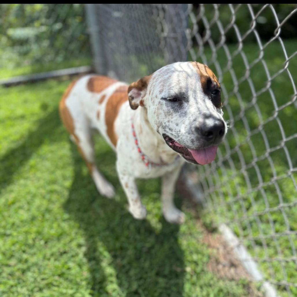 Enlarge Harvey, a Adoptable Pit Bull Terrier in Blairsville, GA image 2/6