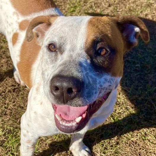 Enlarge Harvey, a Adoptable Pit Bull Terrier in Blairsville, GA image 3/6