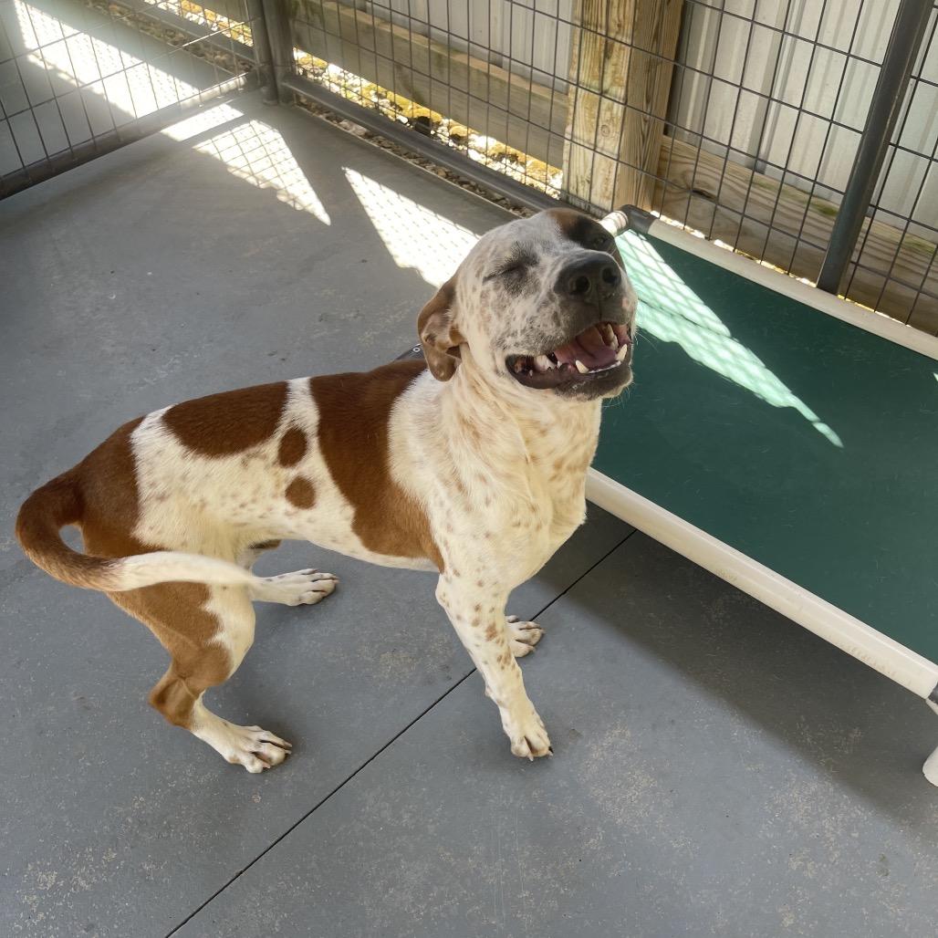 Enlarge Harvey, a Adoptable Pit Bull Terrier in Blairsville, GA image 4/6