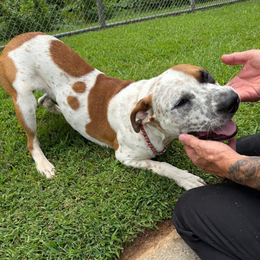 Enlarge Harvey, a Adoptable Pit Bull Terrier in Blairsville, GA image 6/6