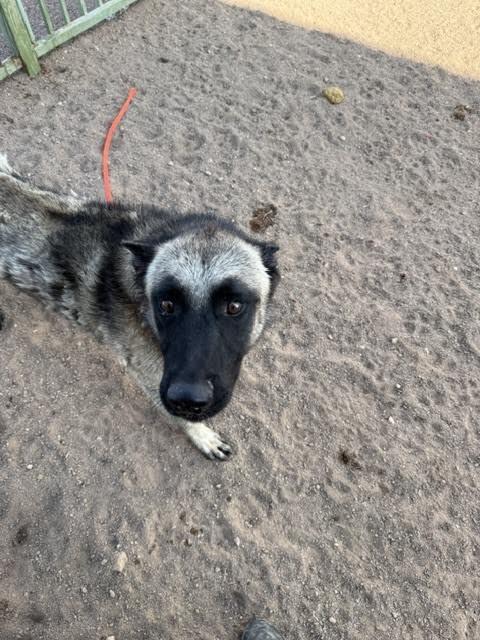 Enlarge Charley, a Adoptable German Shepherd Dog in Hobbs, NM image 1/4