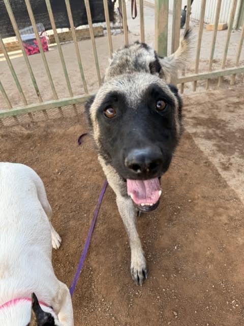Enlarge Charley, a Adoptable German Shepherd Dog in Hobbs, NM image 2/4